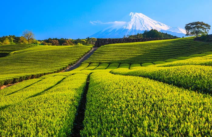 Le Mont Fuji surplombant les champs de thé vert à Shizuoka - road-trip au Japon