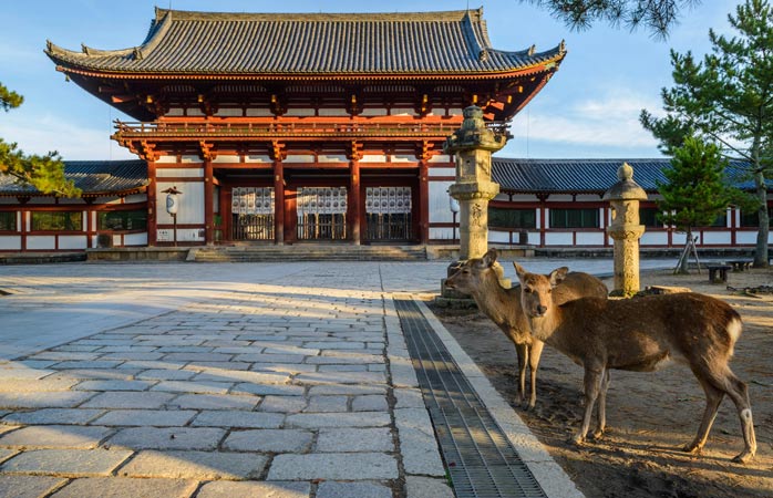 Les daims ont élu domicile dans le parc de Nara - road-trip au Japon